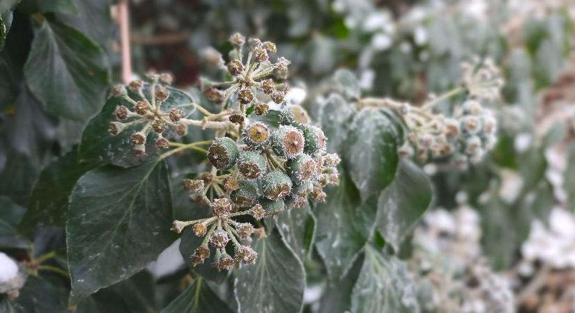 Száz éve olyasmi esett meg Jászberényben, ami örökre beírta magát a történelemkönyvekbe