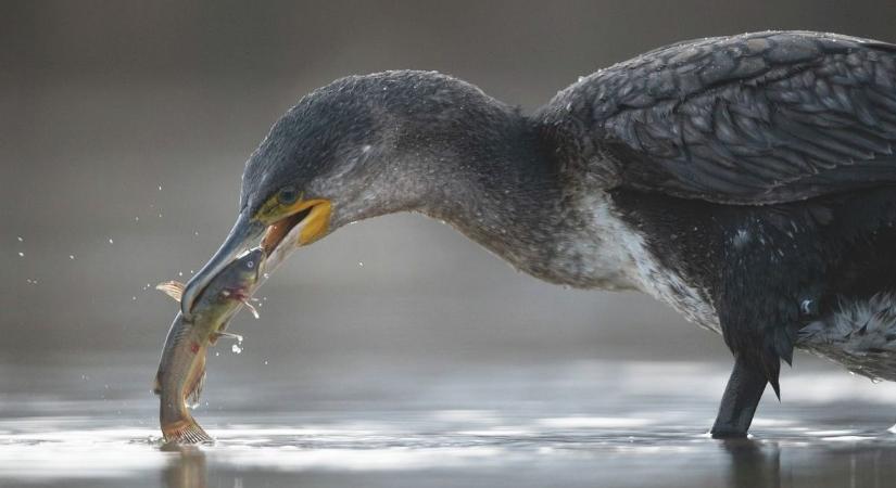 Itt a tél, újra lecsap a legdurvább balatoni élőlény: iszonyatos pusztítást okoz, pedig csak eszik