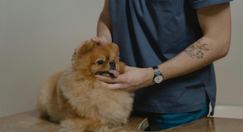 Mérgezés kutyáknál: ezek a jelek árulják el elsőként, hogy baj van