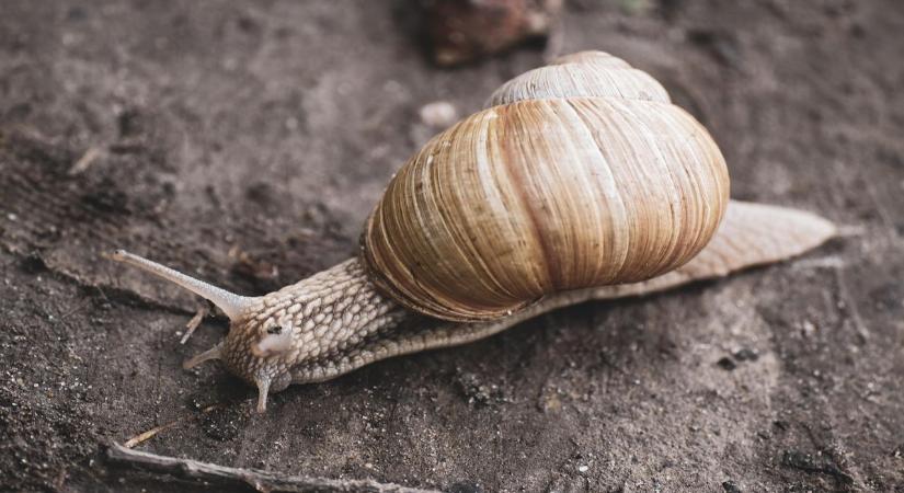 Kirabolták a csigatenyésztőt: harmincmillió forintnyi éticsigát loptak tőle