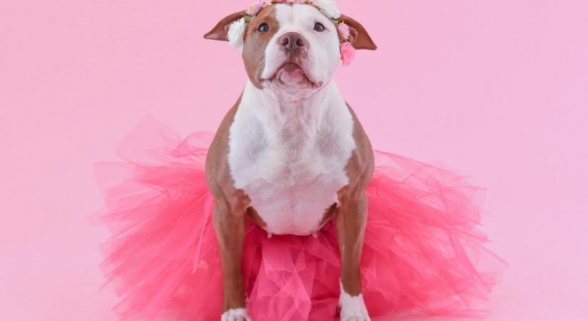 Ezeket a ruhadarabokat soha ne add a kutyádra – valójában kényelmetlenek és stresszt okoznak