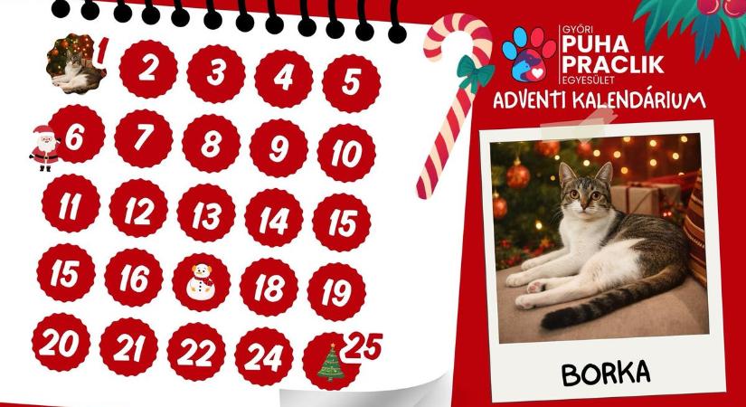 Elindult a Pracli Angyal program - Cicaház szigetelésére gyűjt az egyesület