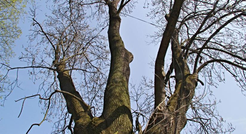 Megtalálták Magyarország legnagyobb fáját, ez a videó sokkolja az országot, még a kamerás keze is megremegett