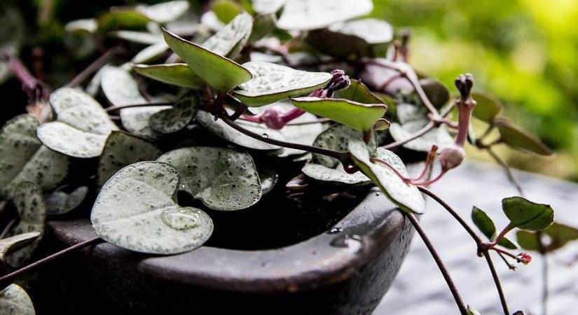 Hogyan gondozzuk helyesen a gyertyavirágot?