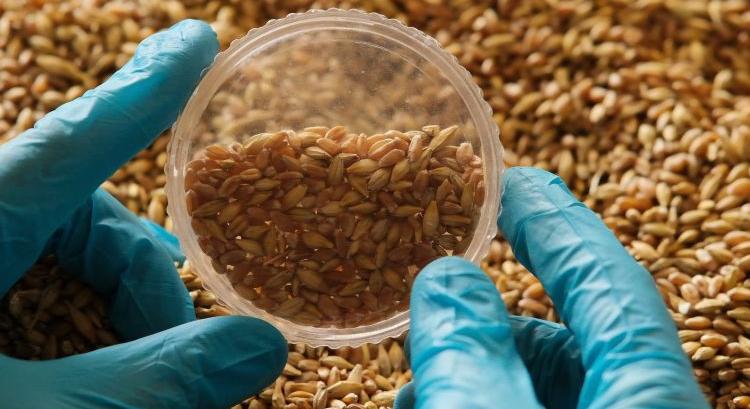 Az orosz búza 40%-a egészen kiváló – itt vannak a számok