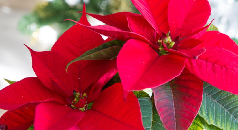 Ha így öntözöd a mikulásvirágot, csodásabb lesz, mint valaha