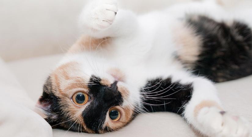 A macskák teljesen máshonnan származnak, mint eddig sejtettük