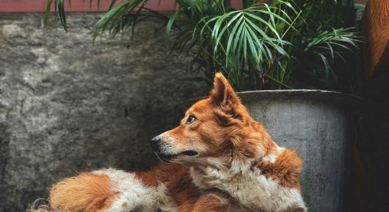 Veszélyes növények a nappaliban és a kertben, amik árhatnak a kutyádnak