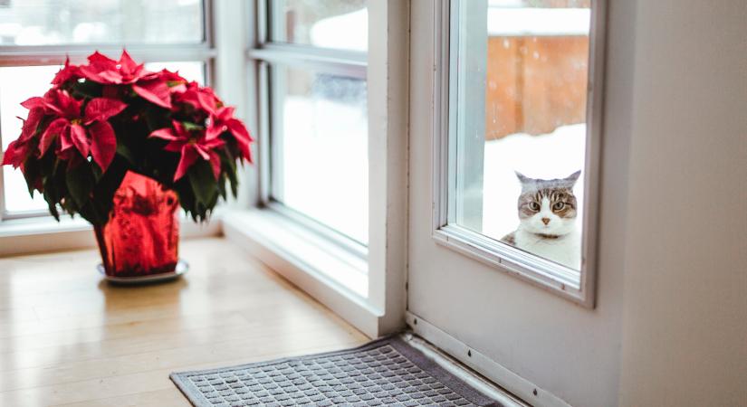 Ez a karácsonyi növény kockázatos lehet a macskákra nézve