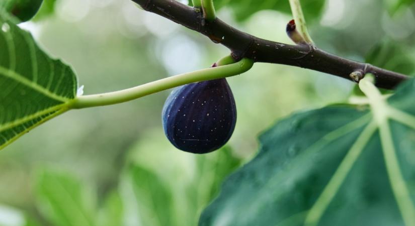 El ne felejtsd a füge téli metszését!