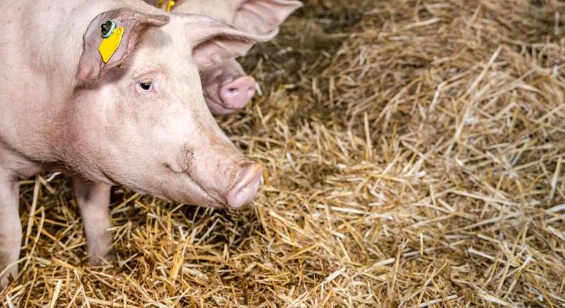 Védekezni csak együtt lehet – Az afrikai sertéspestis elleni küzdelem alapja a szabályok betartása
