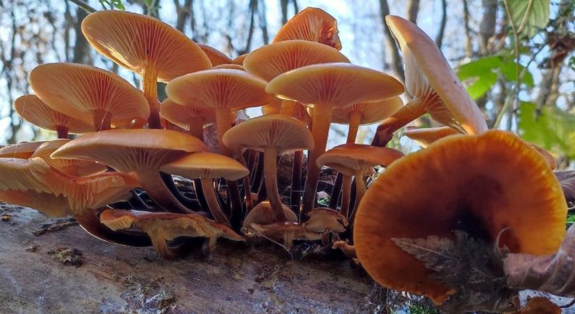 Téli gombaszedéskor nagyobb a mérgezés veszélye, de igazi finomságokat találhatunk (képgaléria)