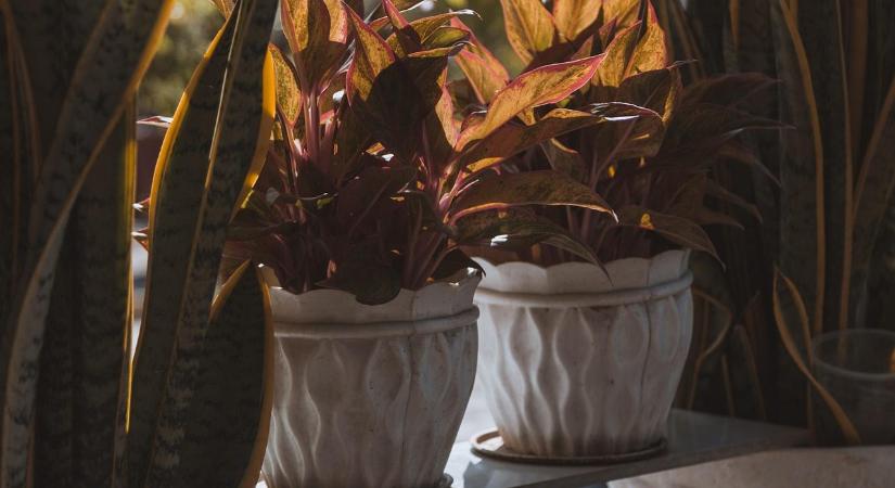 Ez a lámpa mentheti meg a növényeit télen