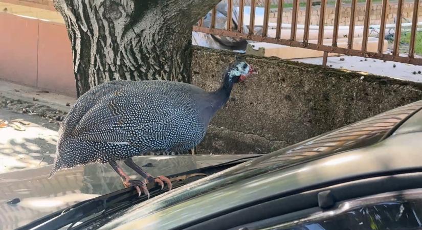 Két hónapja garázdálkodnak kóbor gyöngytyúkok Pesterzsébeten – az autókra piszkítanak és összekaristolják a motorháztetőket