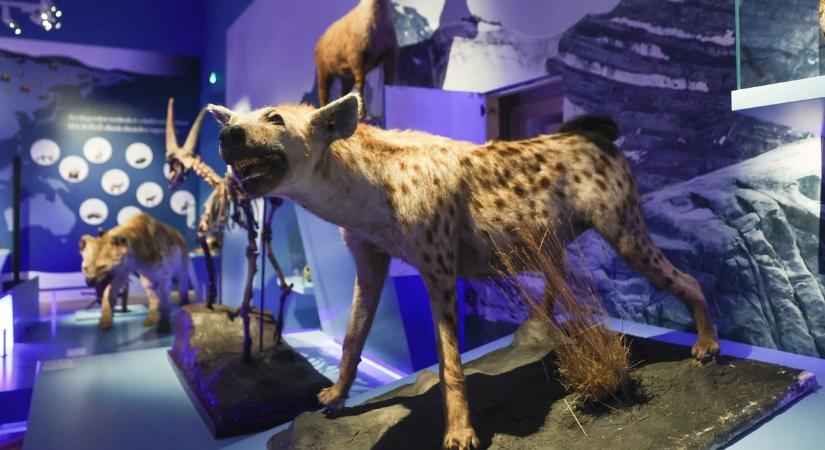 Ünnepi ajándékot kapnak a látogatók a Móra Ferenc Múzeumtól: a Jégkorszak-kiállítás decemberben még nagyobbat szól