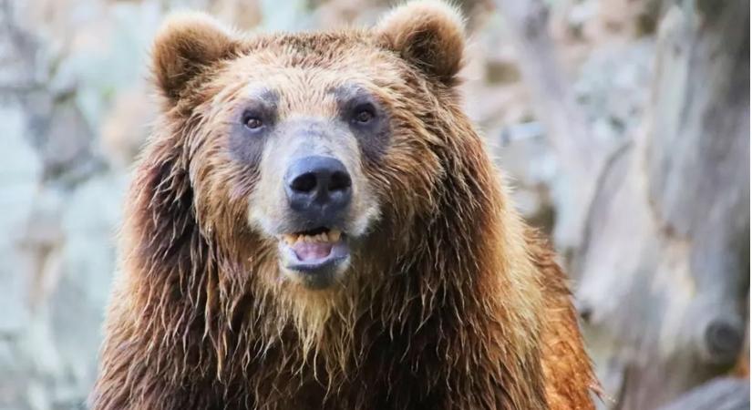 Medve bukkant fel egy otthon alatt – a háztulajdonos sokkot kapott