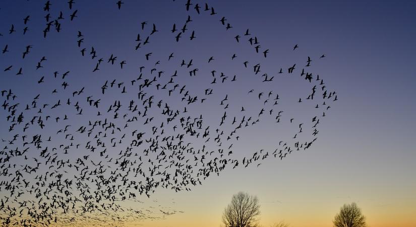 230 ezren vannak, és szerintük Magyarország nyugodt hely
