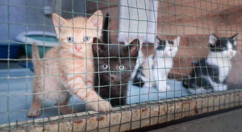 Ivartalanítási program: ezek a vasi kistelepülések kaptak félmilliárdos keretből támogatást