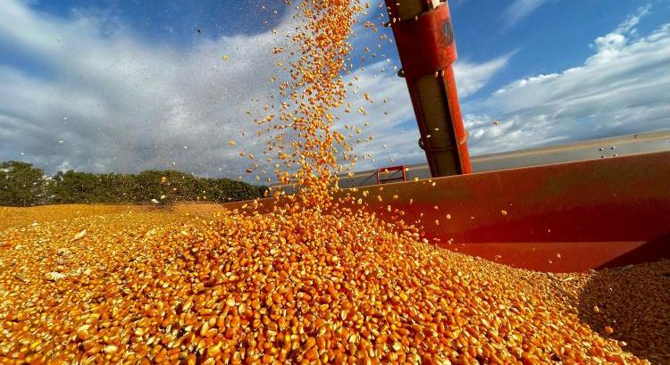 Kiváló az ukrán kukoricatermés, annál rosszabb a napraforgó