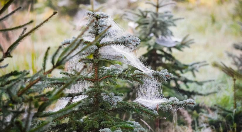 Vigyázat, kéretlen látogatókat vihetünk haza a karácsonyfával!