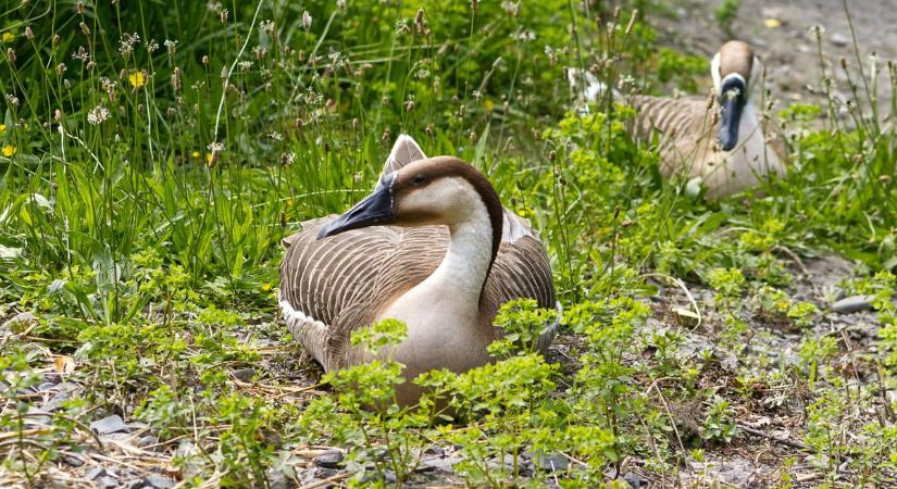 Tiltott csapdázás miatt perelik a gazdát: védett egerészölyv esett áldozatul
