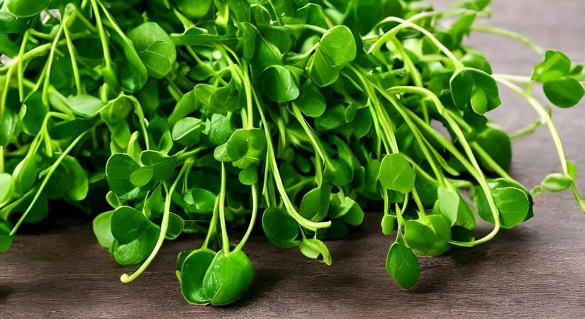 Kiderült, ez a világ legegészségesebb zöldsége – Ezek a vízitorma jótékony hatásai