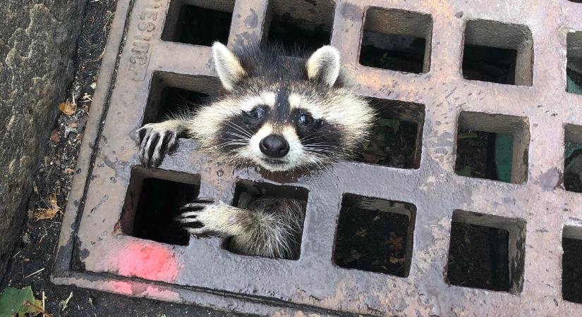 Városi vaddisznók, önszelídítő rókák és mosómedvék: egyre jobban alkalmazkodnak a vadállatok az emberi környezethez