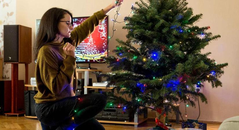 Erre készüljön: kiderült, lesz-e elég karácsonyfa az idei szárazság után, és hogy kell-e drágulásra számítani