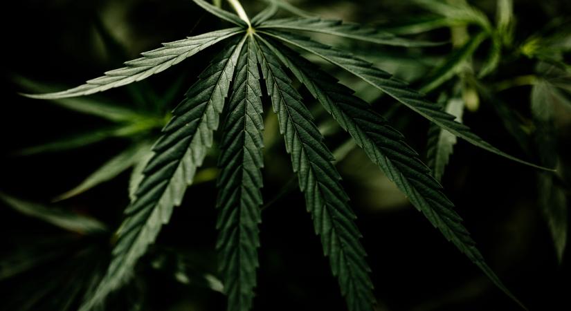 A felsőzsolcai férfi Hollandiából rendelte a kannabiszmagot
