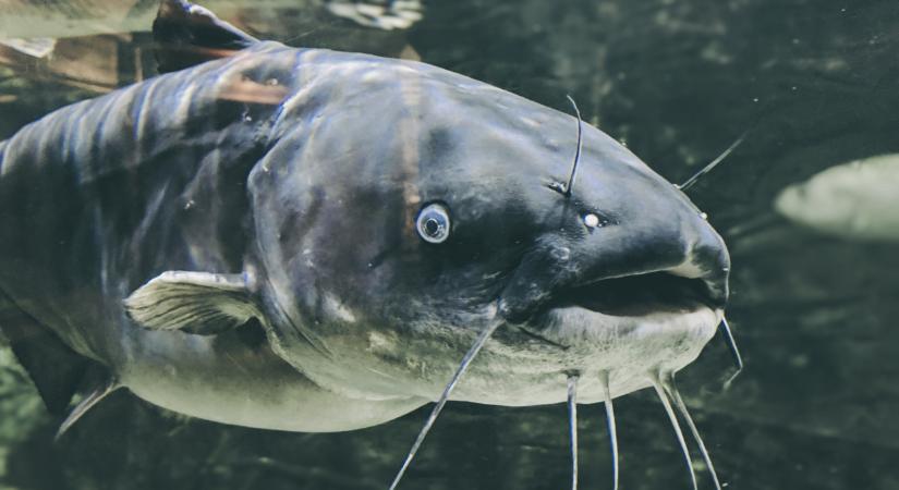 Horgászok, figyelem: tilalom lépett életbe a magyar tavon, ezt jó tudni