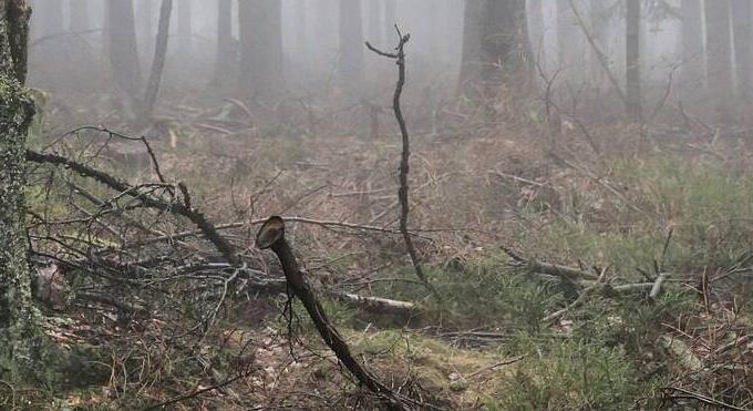 Levághatom a szomszédból átnyúló faágakat és akár el is tüzelhetem azokat?