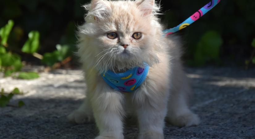 Gazdik mesélnek a macskás mindennapok nélkülözhetetlen kellékeiről