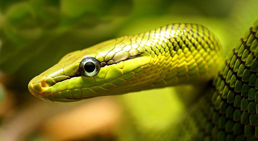 A kgyknak ksznheten ttrs trtnt az olcs hkamerk vilgban