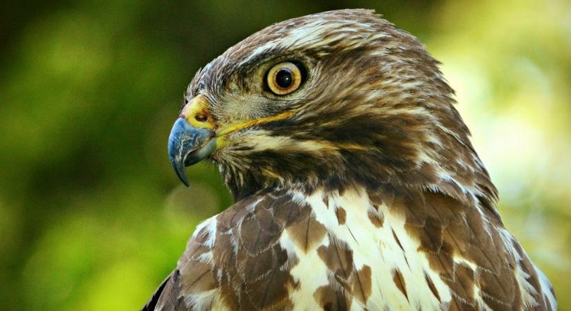 Védett madarat ejtett csapdába egy vasi férfi