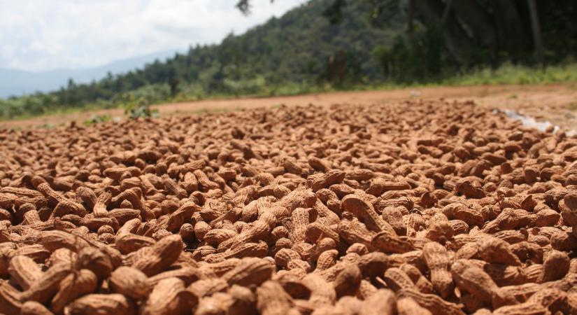 Úgy tűnik, a földimogyoró bevált az agyi funkciók és a memória javítására