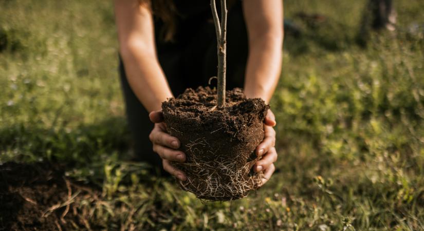 Ingyenfát osztanak a vidéki nagyvárosban: csak azok kapnak, akik időben lépnek
