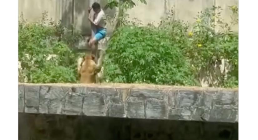 Hülyeségolimpia: bemászott az oroszlánok közé, nem jött ki élve