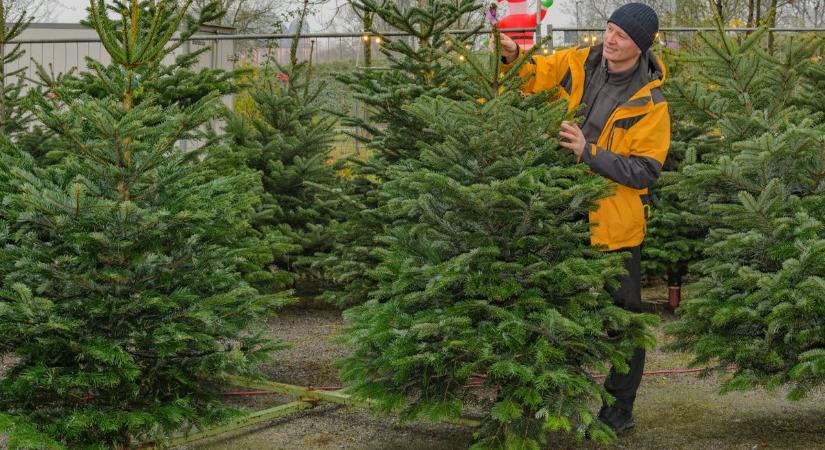 Drágább lesz idén a karácsonyfa, itt vannak a fenyőárak