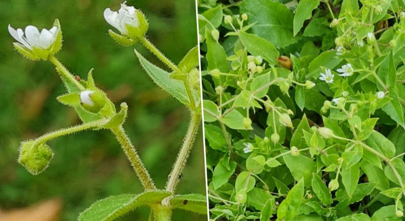 Vízicsillaghúr: nedves helyek salátaként ehető szegfűje