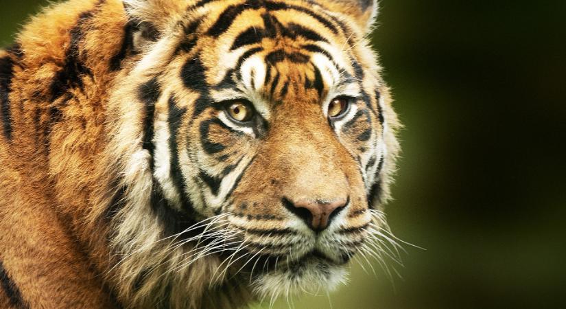 Tigrisek árasztottak el egy várost a vadvédelmi sztrájk miatt