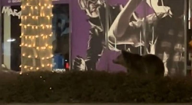 Medve kószált a brassói bevásárlóközpont kirakatai előtt (VIDEÓ)
