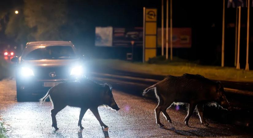 Vili, mit csináljak? – a vaddisznóhelyzet volt az egyik legforróbb téma a Hegyvidéki önkormányzat éves közmeghallgatásán