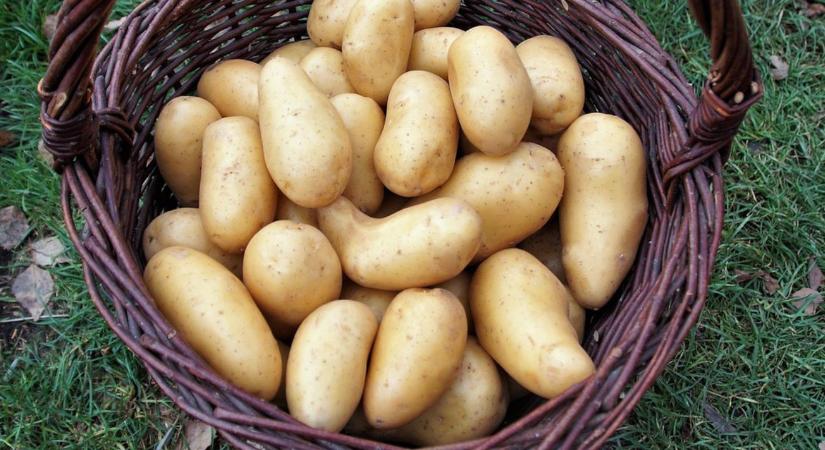 A burgonya, amely meghódította a gyorséttermeket