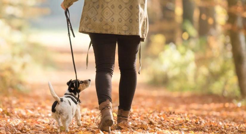 A novemberi csendtől a decemberi csodáig - Ezeknek a napoknak is megvan a szépsége