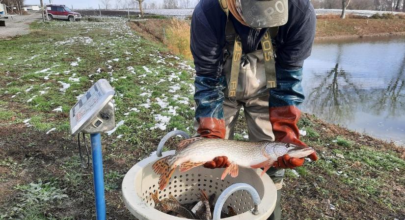 Masszív rablóhal-utánpótlást kaptak a Pécsi Horgász Egyesület tavai