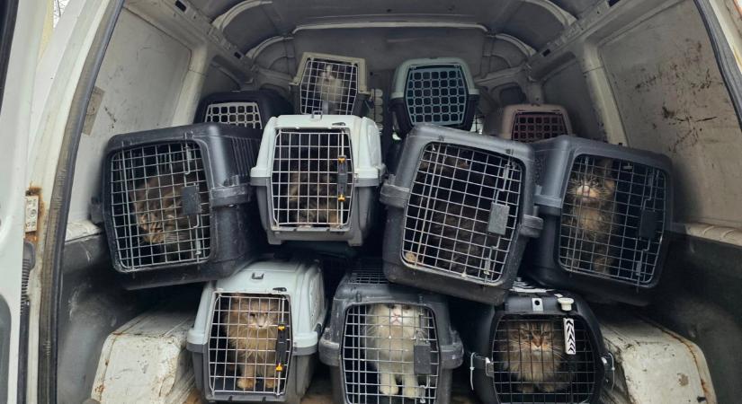 Sokkoló állatkínzás Nógrádban: tucatnyi fajtiszta macskát mentenek, kérdés, mi lesz velük  Fotók