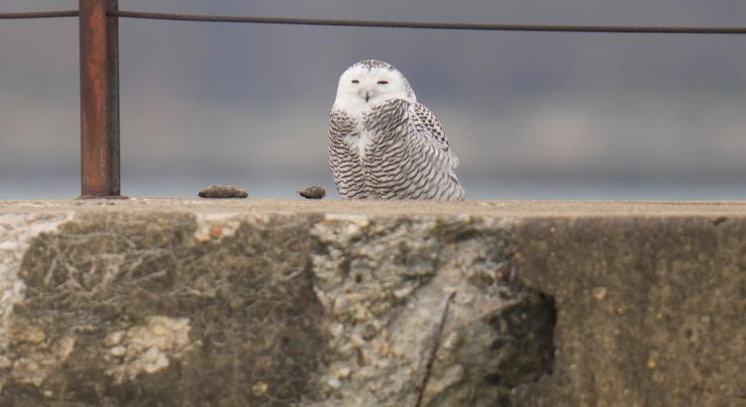 A lakosság segítségét kérik a madarászok