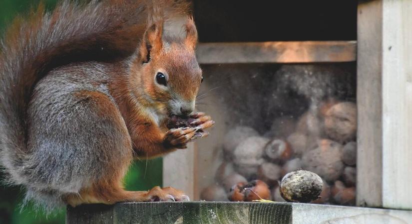 Ez a titok: ezért lesz biztonságos a mókusetető!