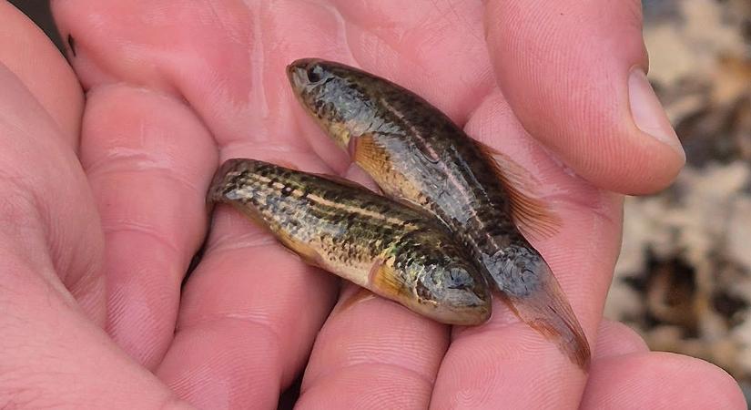 Az egyik legritkább őshonos halunk megmentéséhez járultak hozzá debreceni kutatók