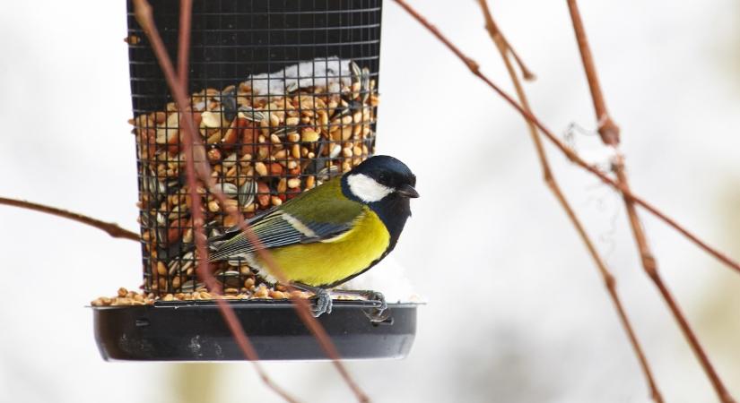 Hogyan etessük a madarakat télen?